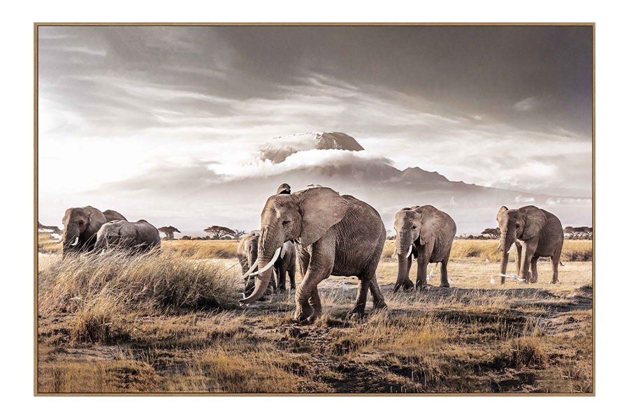 Schilderij kudde olifanten savanne 1