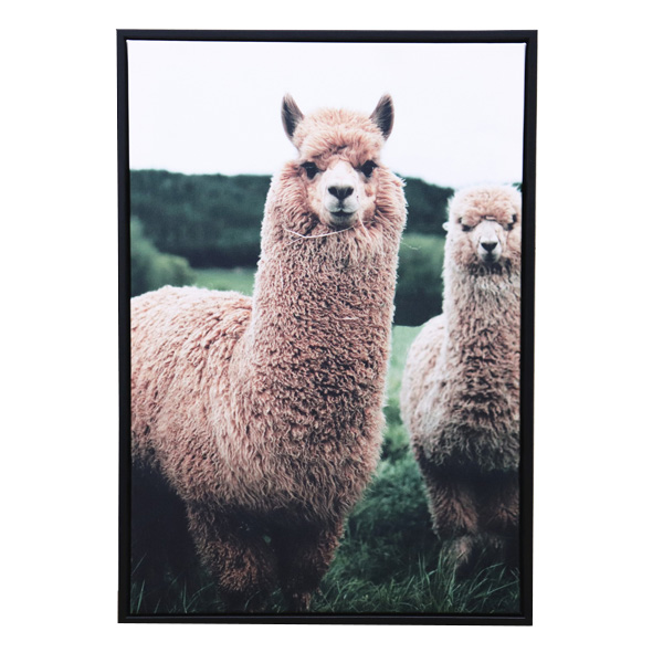 Schilderij witte alpaca (35x50) 1